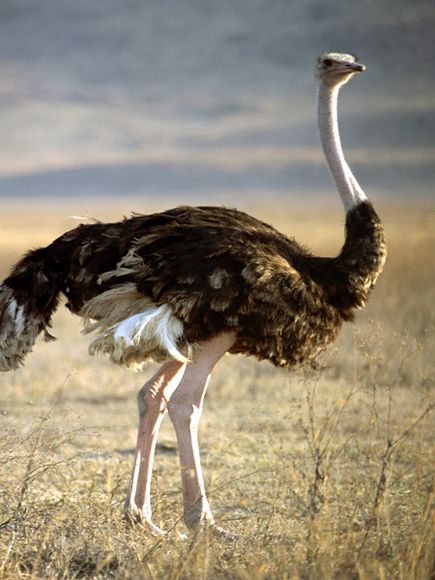 This ostrich uses Beeminder, so her head is definitely not in the sand An ostrich (with its head not in the sand)