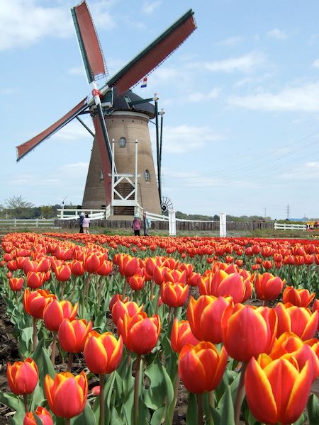 In case anyone forgot what country we'll be in Tulips and a windmill